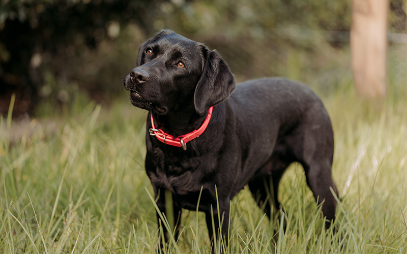 Labrador Retriever puppies available from responsible breeders RightPaw