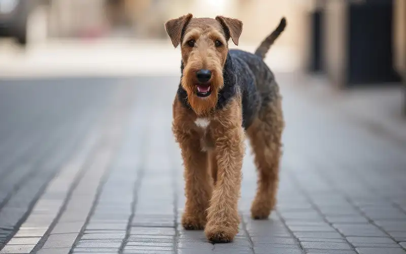 Airedale Terrier's picture