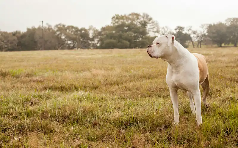 American Bulldog's picture