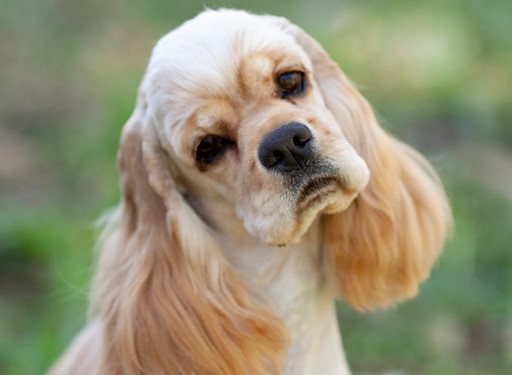 American Cocker Spaniel's picture