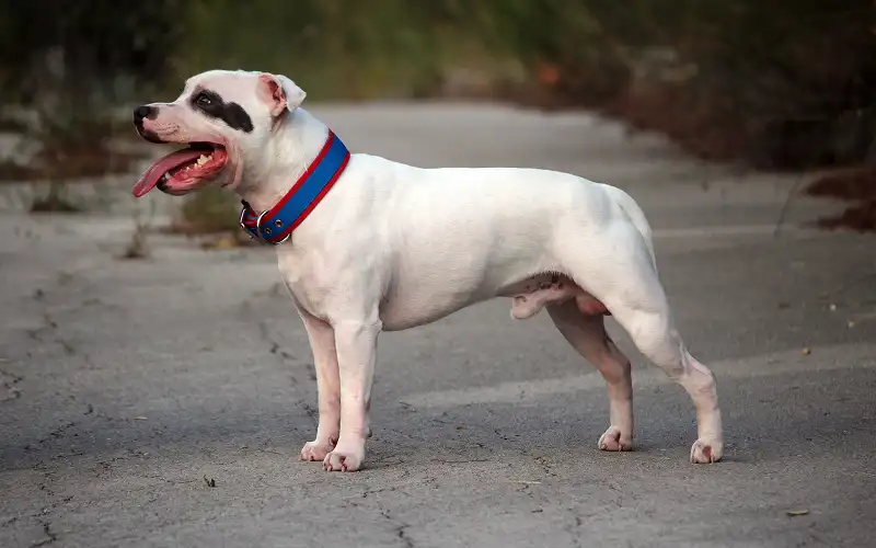 American Staffordshire Terrier's picture