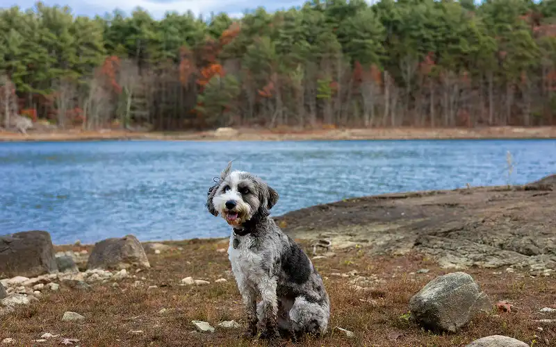 Aussiedoodle's picture