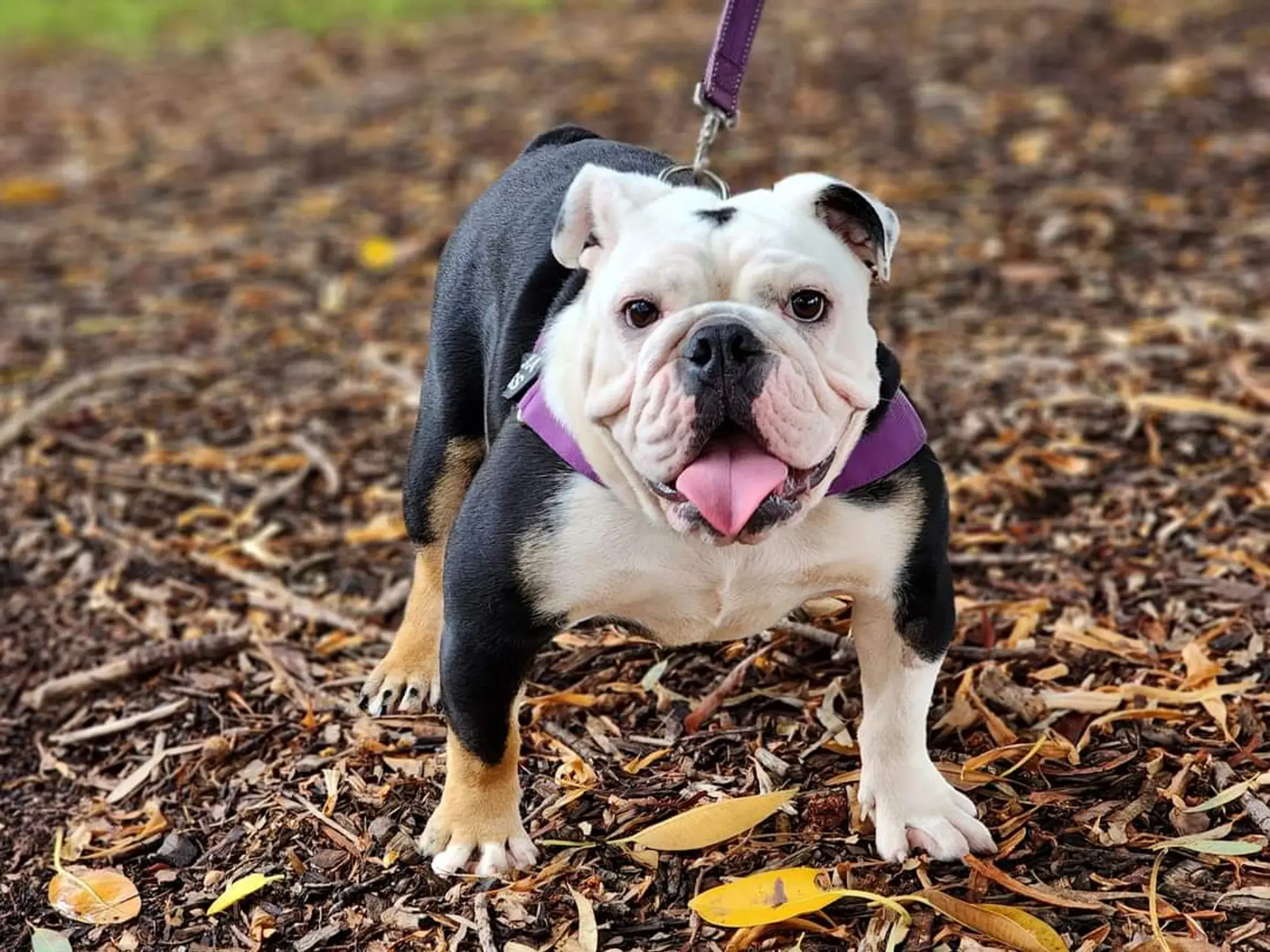 Australian Bulldog's picture