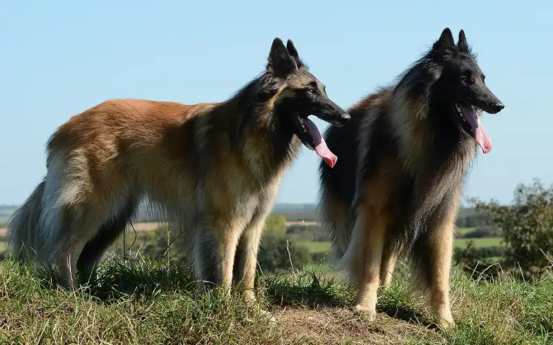 Belgian Shepherd Dog (Tervuren)'s picture