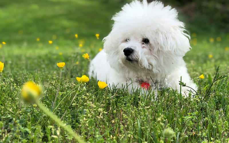Bichon Frise's picture