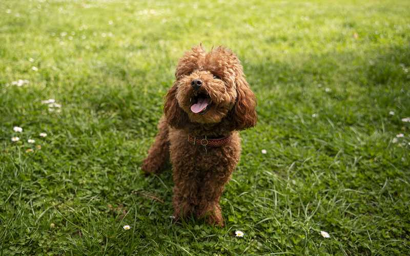 Bichoodle's picture