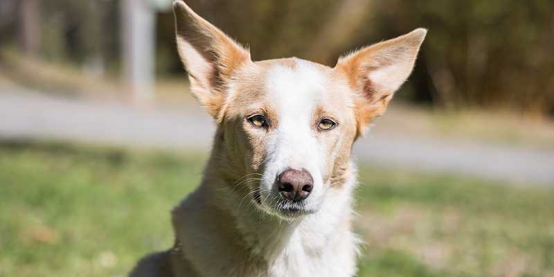 Border Collie x Kelpie's picture