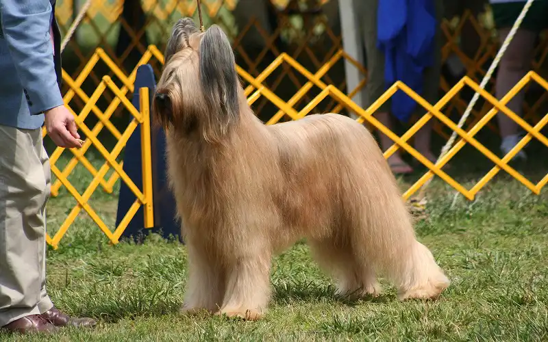 Briard's picture