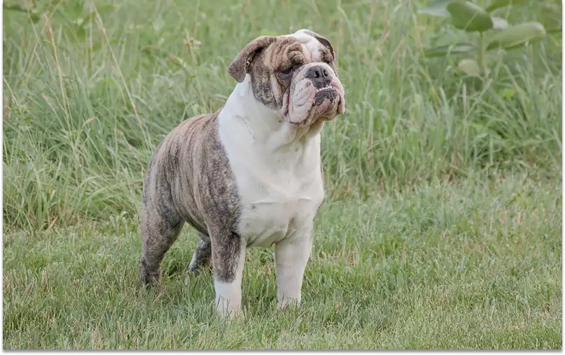 British Bulldog's picture