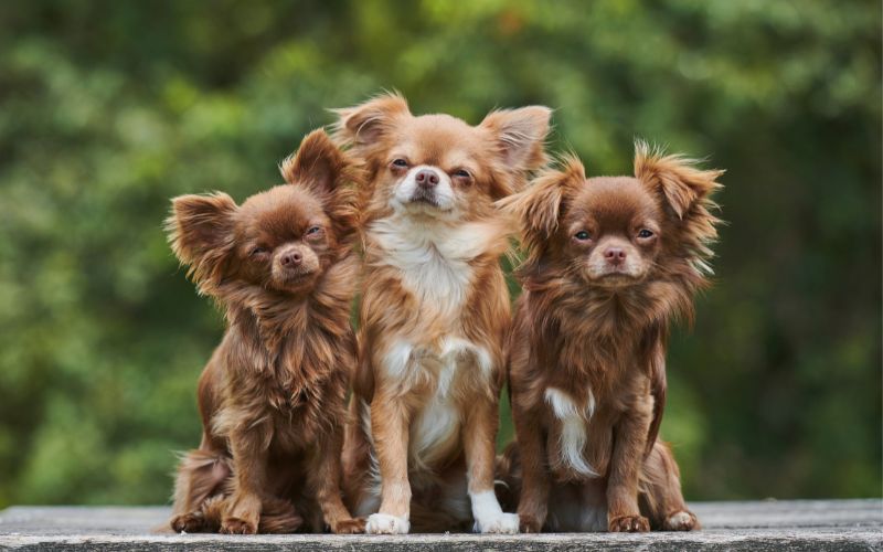 Chihuahua Puppies Available From Responsible Breeders RightPaw