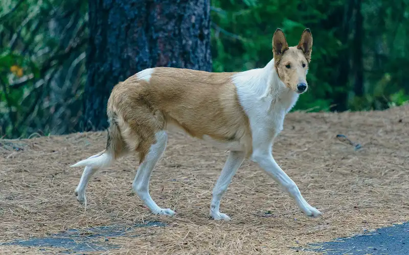 Collie (Smooth)'s picture