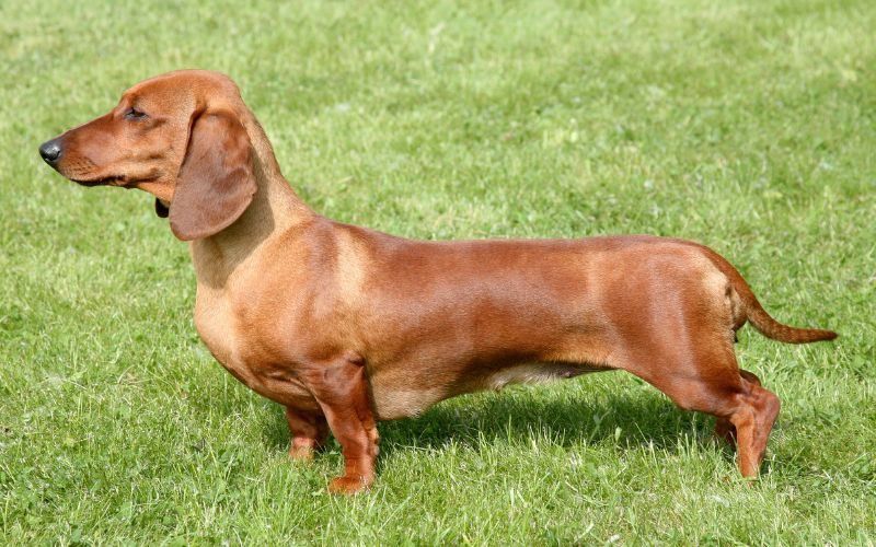 Dachshund Puppies Available From Responsible Breeders RightPaw Dachshund Puppies Available From Responsible Breeders RightPaw