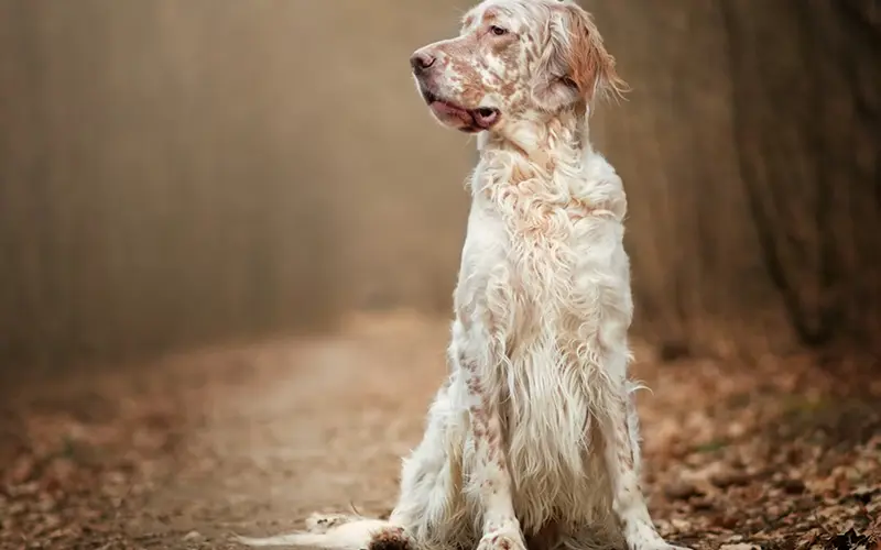 English Setter's picture