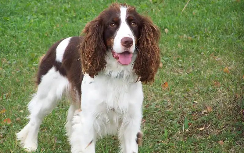 English Springer Spaniel's picture