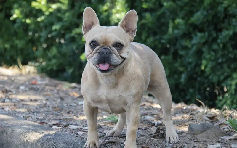 French Bulldog's picture