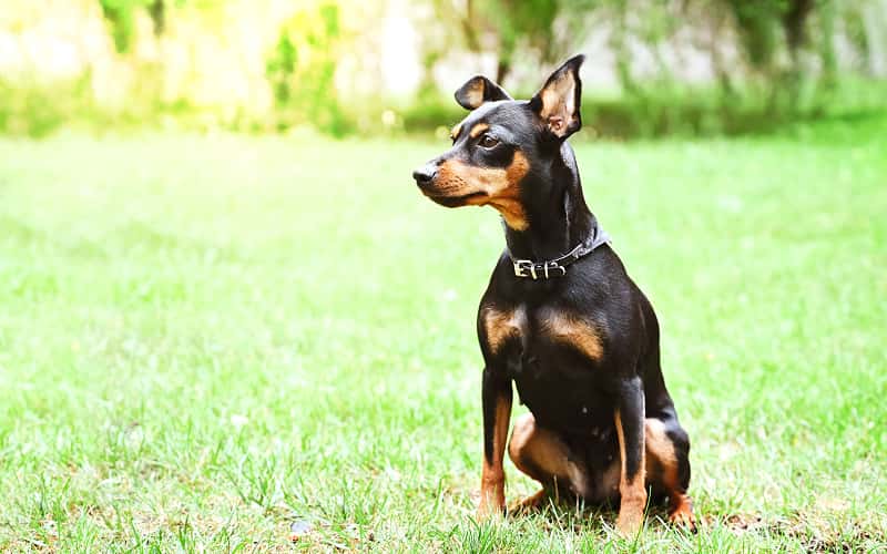 German Pinscher's picture