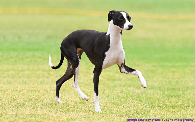 Italian Greyhound's picture