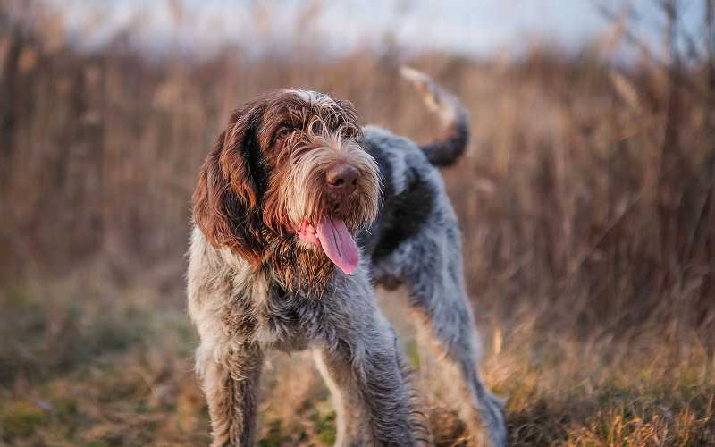 Italian Spinone's picture