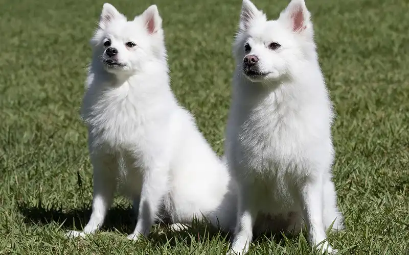 Japanese Spitz's picture