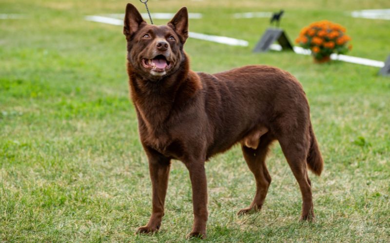 Australian Kelpie's picture