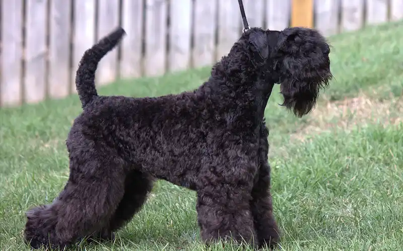 Kerry Blue Terrier's picture