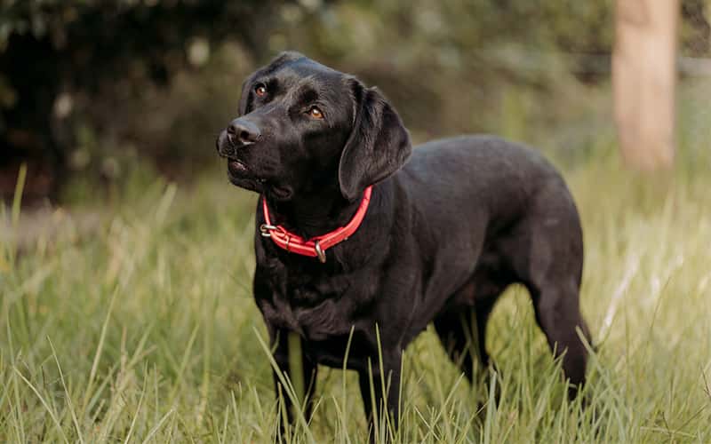 Labrador Retriever's picture