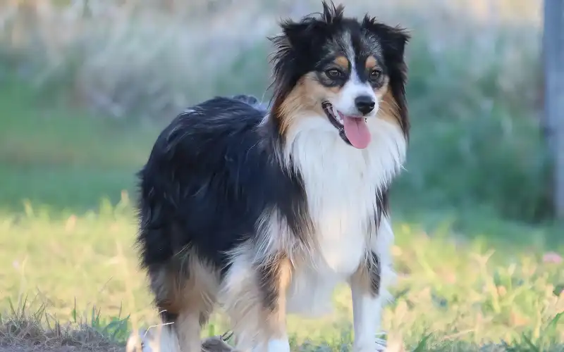 Miniature American Shepherd's picture