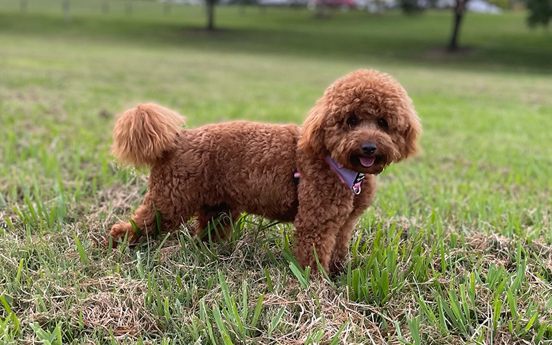 Moodle Puppies Available From Responsible Breeders RightPaw