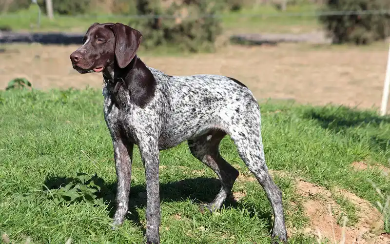 Pointer's picture