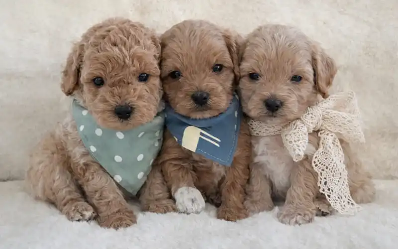 Poodle Cross's picture