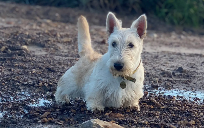 Scottish Terrier's picture