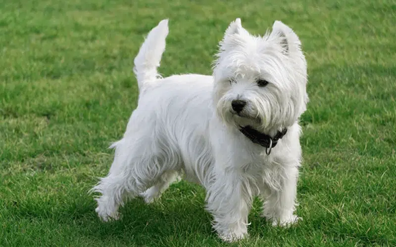 West Highland White Terrier's picture