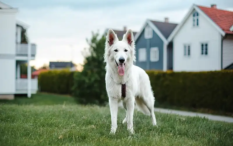 White Swiss Shepherd Dog's picture
