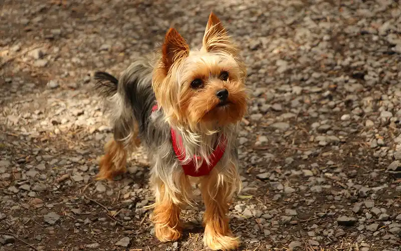 Yorkshire Terrier's picture