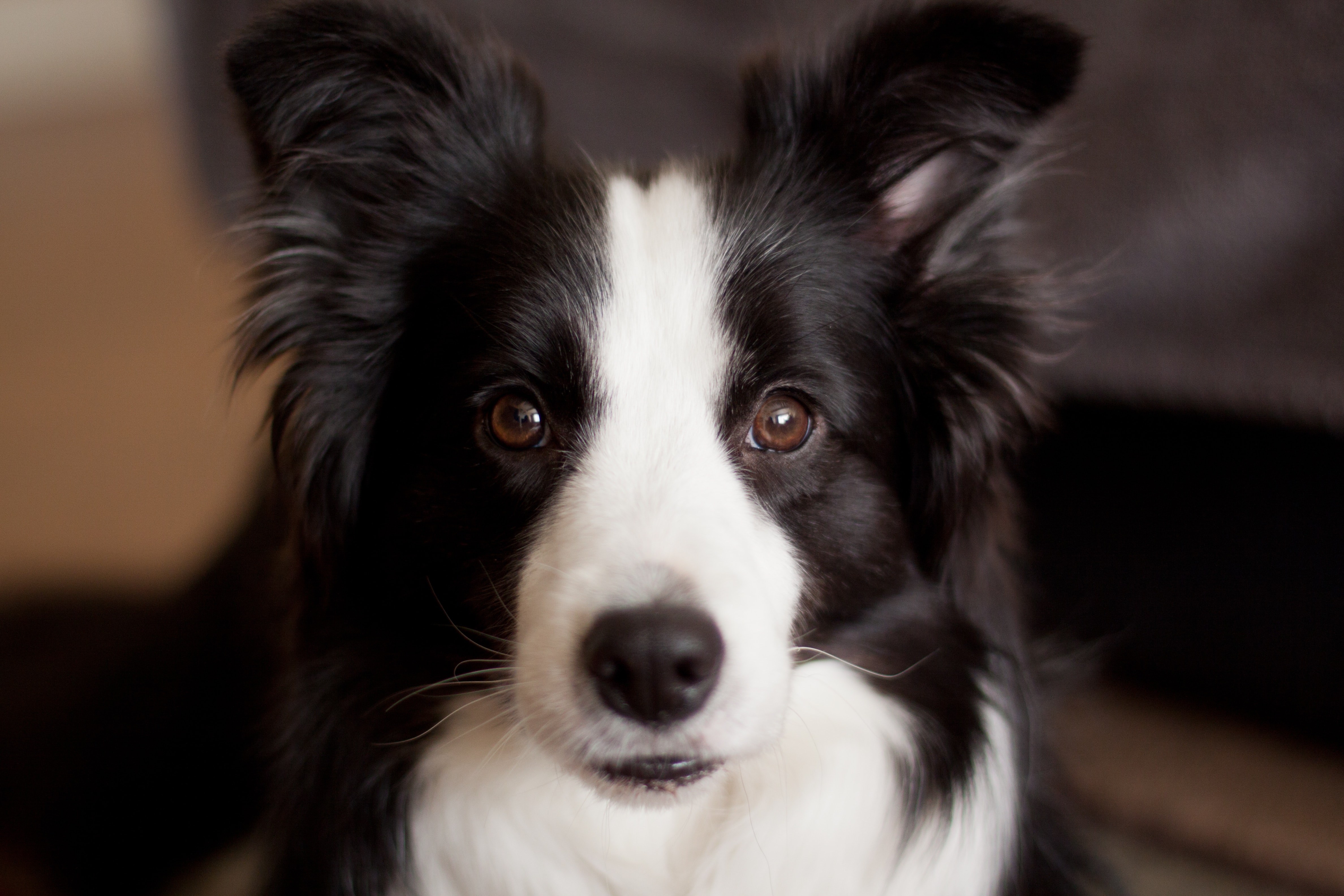 Adult Onset Deafness (Border Collie) 