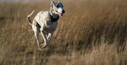 Myostatin Deficiency 