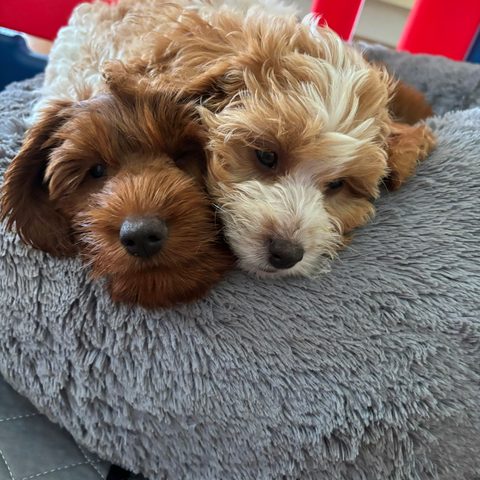 Georgia K and Jessie A