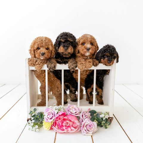 Cathi T